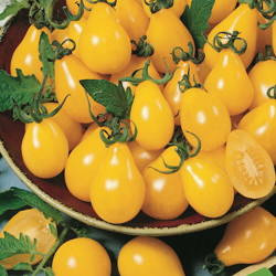 Pomidor Cherry 'Yellow Pearshaped' – Kiepenkerl