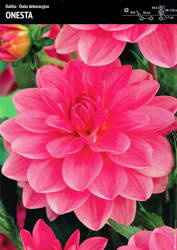 Dalia 'Onesta' – 1 szt.