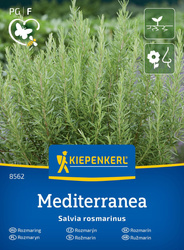 Rozmaryn Lekarski – Intensywny – Kiepenkerl