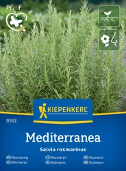 Rozmaryn Lekarski – Intensywny – Kiepenkerl