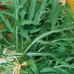 Rukola 'Wilde Rauke' – Odporna – Kiepenkerl