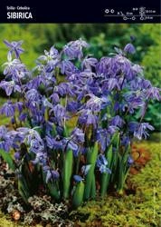 Scilla – Cebulica Sibirica – 30 szt.