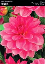 Dalia 'Onesta' – 1 szt.