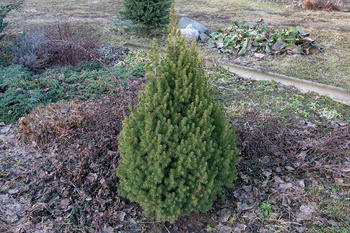 Świerk Biały 'Conica' – Sadzonka 25-40 cm