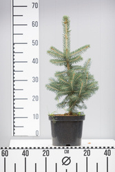 Świerk Srebrny Kłujący 'Majestic Blue' – Sadzonka 30 cm