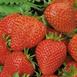Truskawka 'Elan' F1– Zwisajaca – Kiepenkerl