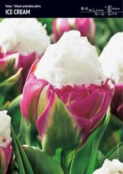 Tulipan Podwójny 'Ice Cream' – 5 szt