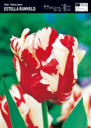Tulipan 'Estella Rijnveld' – Papuzi – 10 szt.