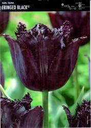 Tulipan 'Fringed Black' – 10 szt