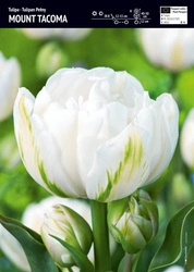 Tulipan 'Mount Tacoma' – Pełny Biały – 10 szt.