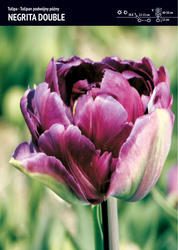 Tulipan Podwójny 'Negrita Double' – 15 szt.