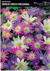 Zawilec Anemon Grecki – Mix – 30 szt.