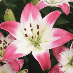 Lilia azjatycka Lollypop