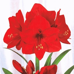 Amarylis Red Lion 1 szt.