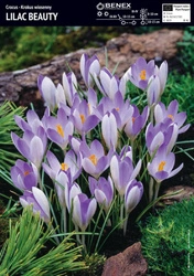 Krokus Lilac Beauty 10 szt.