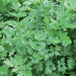Pietruszka Naciowa 'Laura' – Kiepenkerl
