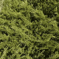 Cyprysik Groszkowy 'Sungold' – Sadzonka 25-30 cm