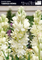 Tuberoza Wonna - 1 szt.