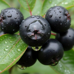 Aronia Czarna (Aronia Melanocarpa) – sadzonka w doniczce C2 – Botana