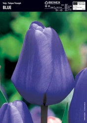 Tulipan Triumph Blue 5 szt. 12/+