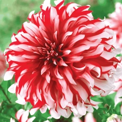 Dalia Santa Claus 1 szt.