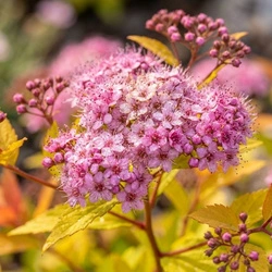 Tawuła Japońska Magic Carpet (Spiraea Japonica Magic Carpet) – sadzonka w doniczce C1,5 – Botana