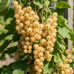 Porzeczka Biała z Juterbog (Ribes Niveum Biała z Juterbog) – sadzonka w doniczce C2 – Botana