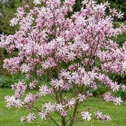 Magnolia Loebnera Leonard Messel (Magnolia Loebneri Leonard Messel) – sadzonka w doniczce C2 – Botana