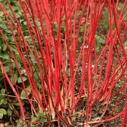 Dereń Biały 'Sibrica' – Sadzonka 40-50 cm