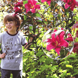 Lilia drzewiasta Purple Prince 1 szt.