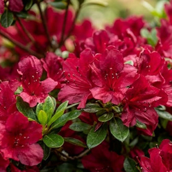 Azalia japońska Maruschka (Azalea Japonica Maruschka) – sadzonka w doniczce C2 – Botana