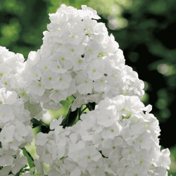 Płomyk wiechowaty biały 1 szt.