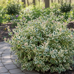 Trzmielina Fortune'a Emerald Gaiety (Euonymus Fortunei Emerald Gaiety) – sadzonka w doniczce C1,5 – Botana