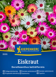 Przypołudnik stokrotkowy Eiskraut Kiepenkerl