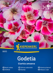 Godecja Godetia Kiepenkerl