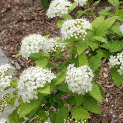 Tawuła Japońska Albiflora (Spiraea Japonica Albiflora) – sadzonka w doniczce C1,5 – Botana