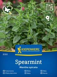Mięta Pieprzowa 'Spearmint' – Kiepenkerl