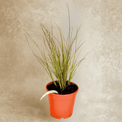 Turzyna Buchanana Red Rooster – sadzonka w doniczce C1,5 – Botana
