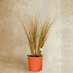 Turzyca Włosowa Bronze Perfection – sadzonka w doniczce C1,5 – Botana