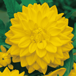 Dalia dekoracyjna żółta 1 szt.