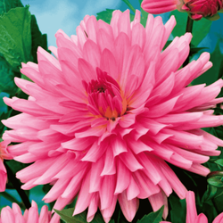 Dalia kaktusowa różowa 1 szt.