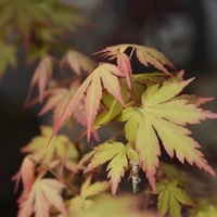 Klon palmowy Orange Dream (Acer Palmatum Orange Dream) – sadzonka w doniczce C2 – Botana