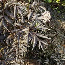 Bez Czarny Black Tower (Sambucus Nigra Black Tower) – sadzonka w doniczce C3 – Botana