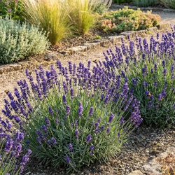 Lawenda Wąskolistna Hidcote Blue Lavandula Angustifolia Hidcote Blue) – sadzonka w doniczce C1,5 – Botana