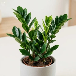Zamiokulkas zamiolistny (Zamioculcas zamiifolia) – sadzonka rozmiar M
