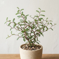 Perełkowiec drobnolistny (Sophora prostrata Little Baby) – sadzonka