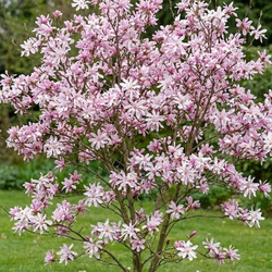 Magnolia Loebnera Leonard Messel  (Magnolia Loebneri Leonard Messel) – sadzonka w doniczce C2 – Botana