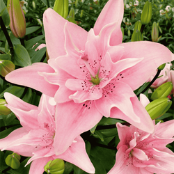 Lilia azjatycka pełna Elodie 1 szt.