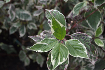 Dereń Biały 'Sibrica Variegata' – Sadzonka 40 cm