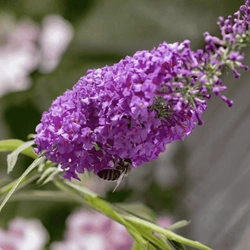 Budleja Davida 'Candy Little Purple' PBR – Sadzonka 25-30 cm